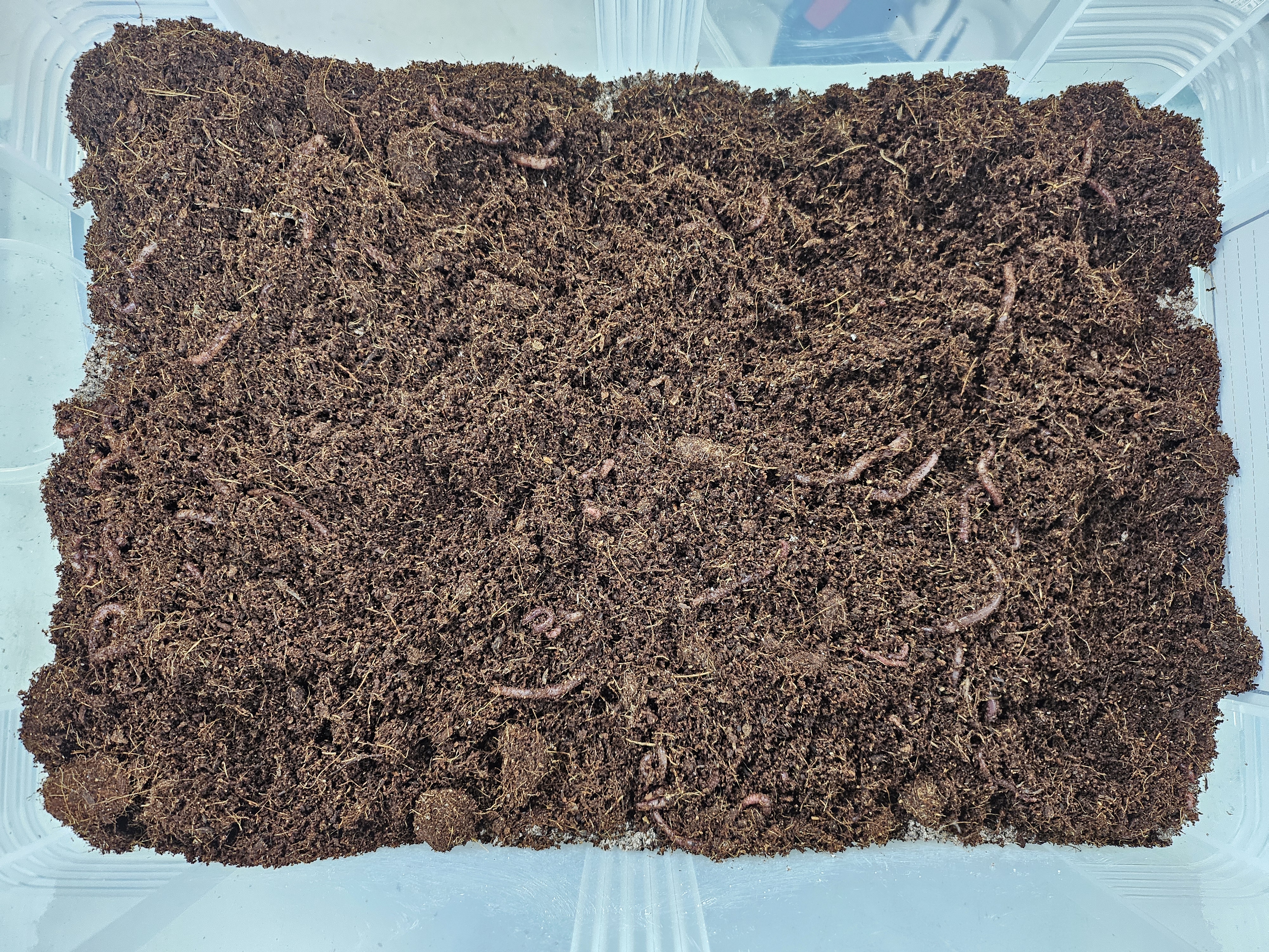 생태독성평가(지렁이) 이미지