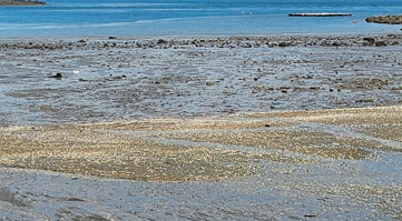 자연 갯벌 환경 이미지